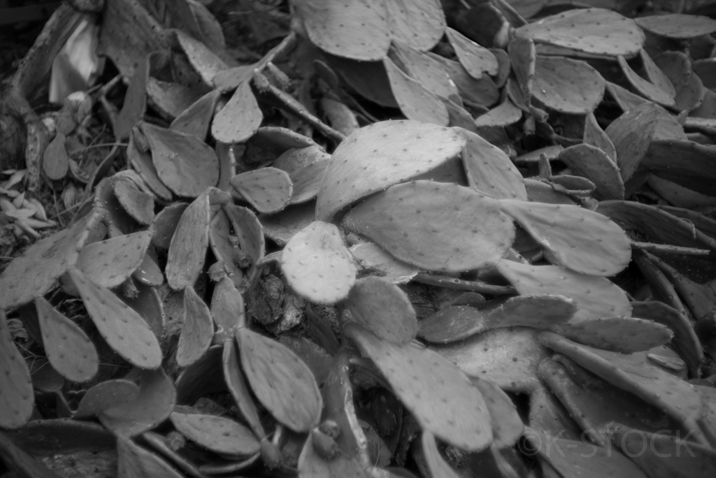 NIKKOR 5cm f1.4／多肉植物