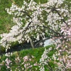 春の小川