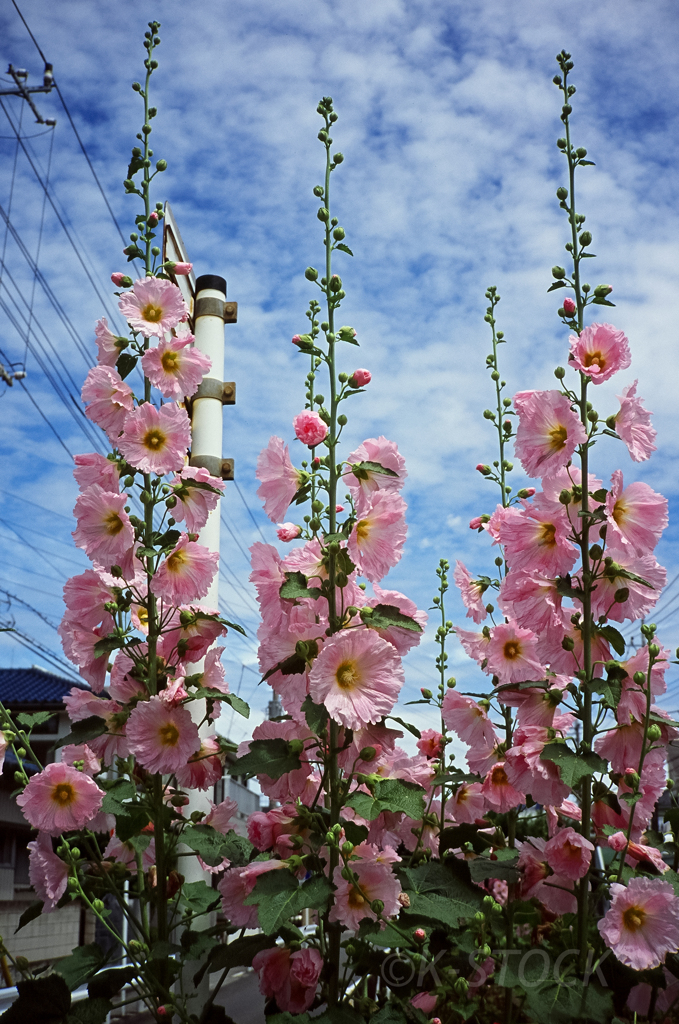 夏の花