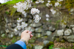 桜満開最短開放