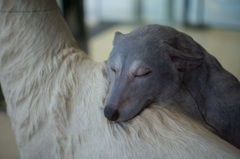 Pietà　／芸術の秋