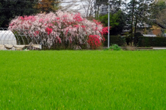 桜／渡良瀬