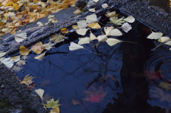 飯盛山／八重の桜