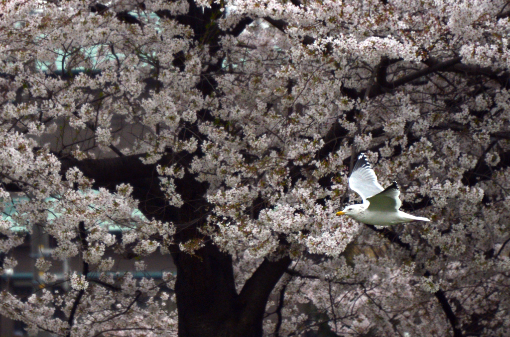 かもめも最後のお花見