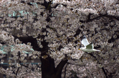 かもめも最後のお花見