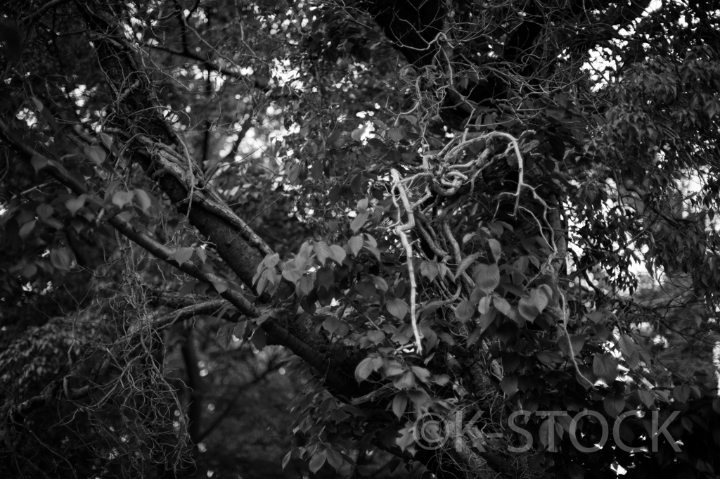 Nikonで撮る理由