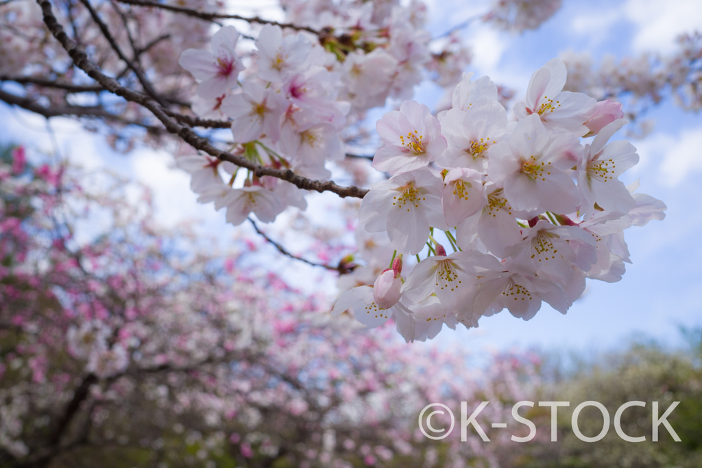 三春／GRⅢ