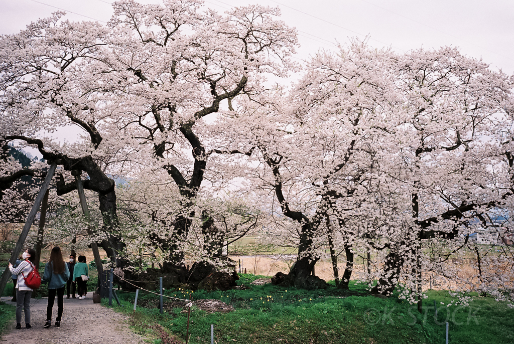 石部桜