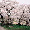 石部桜