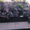 銀座