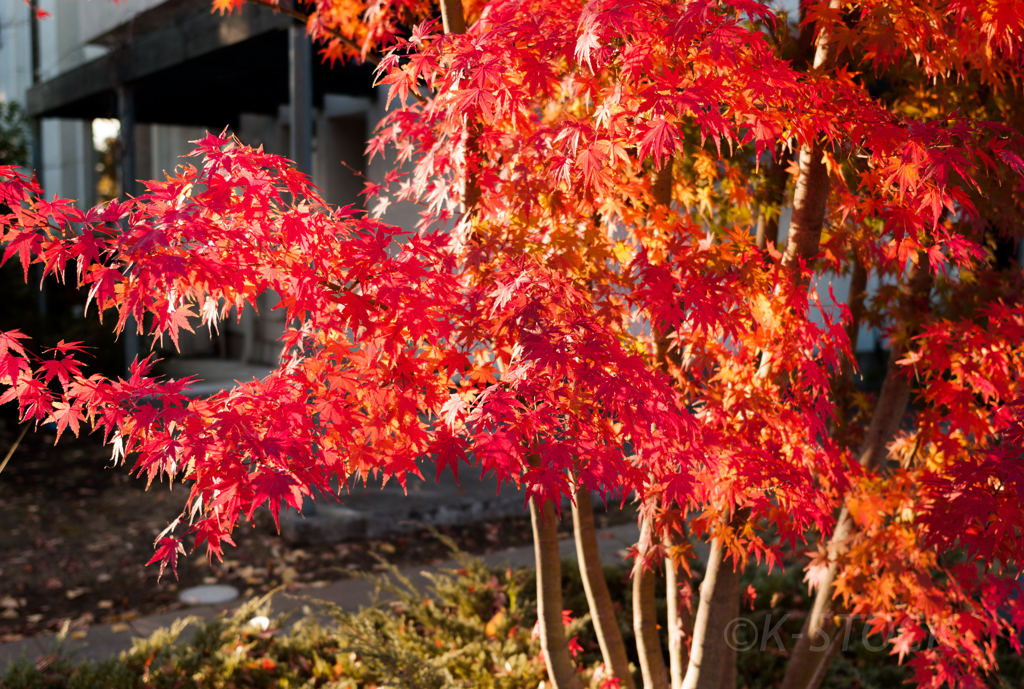 紅葉