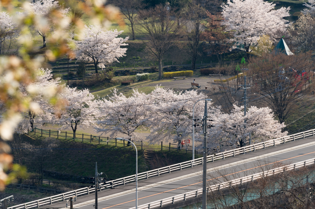 桜公園