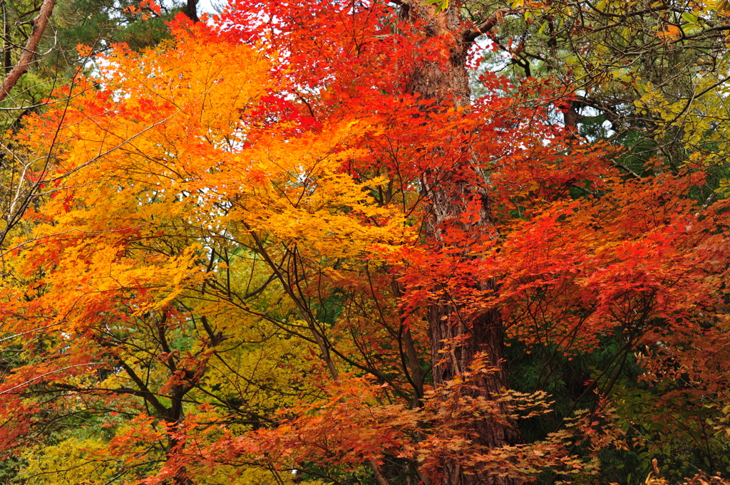 白虎隊を見守る紅葉