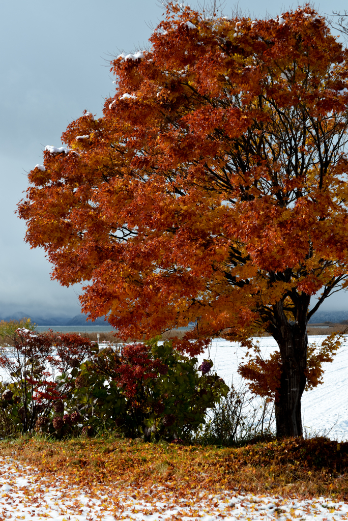 雪中紅葉