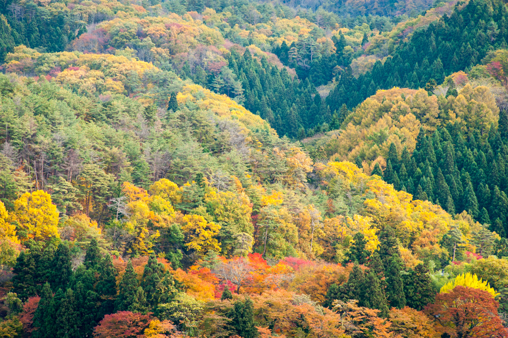 飯盛山の紅葉
