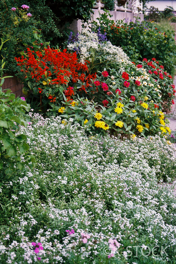 Contax T3 ／ 秋に咲く花