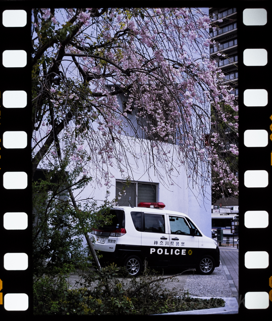 桜と交番