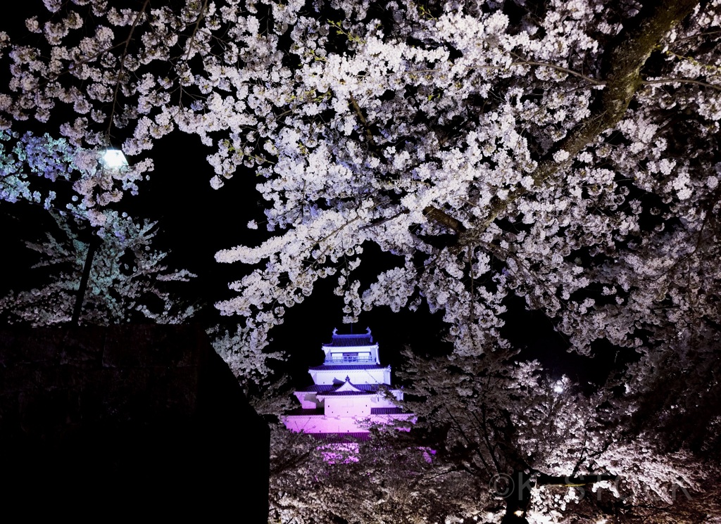 夜桜