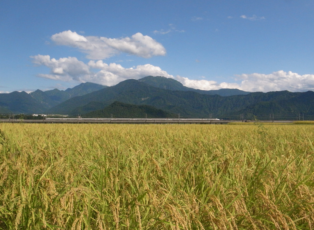 南魚沼産コシヒカリと八海山