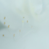 つつじ