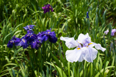 花菖蒲