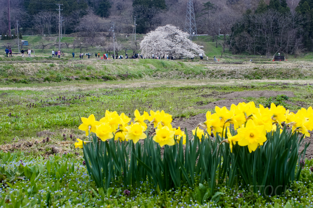 石部桜