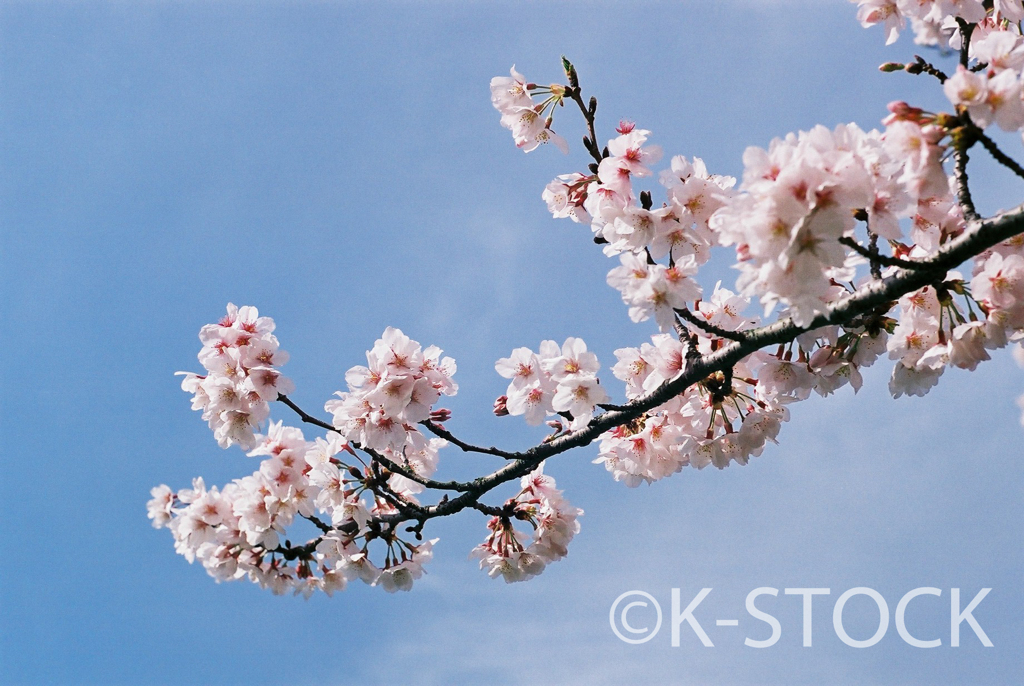 SAKURA