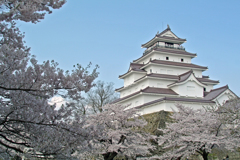 桜満開の鶴ヶ城