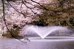 桜と噴水のある公園