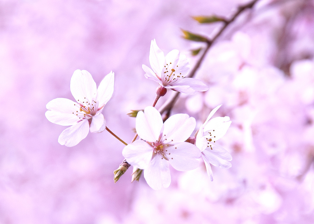 桜