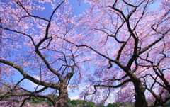 桜花爛漫