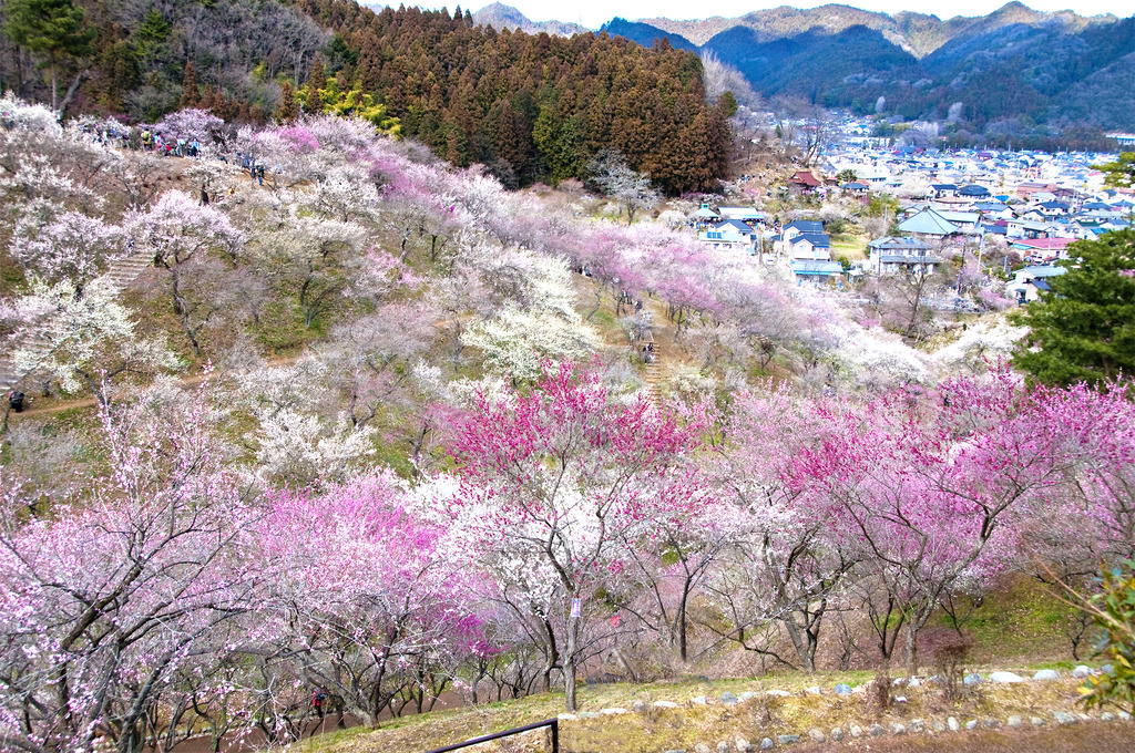吉野梅郷