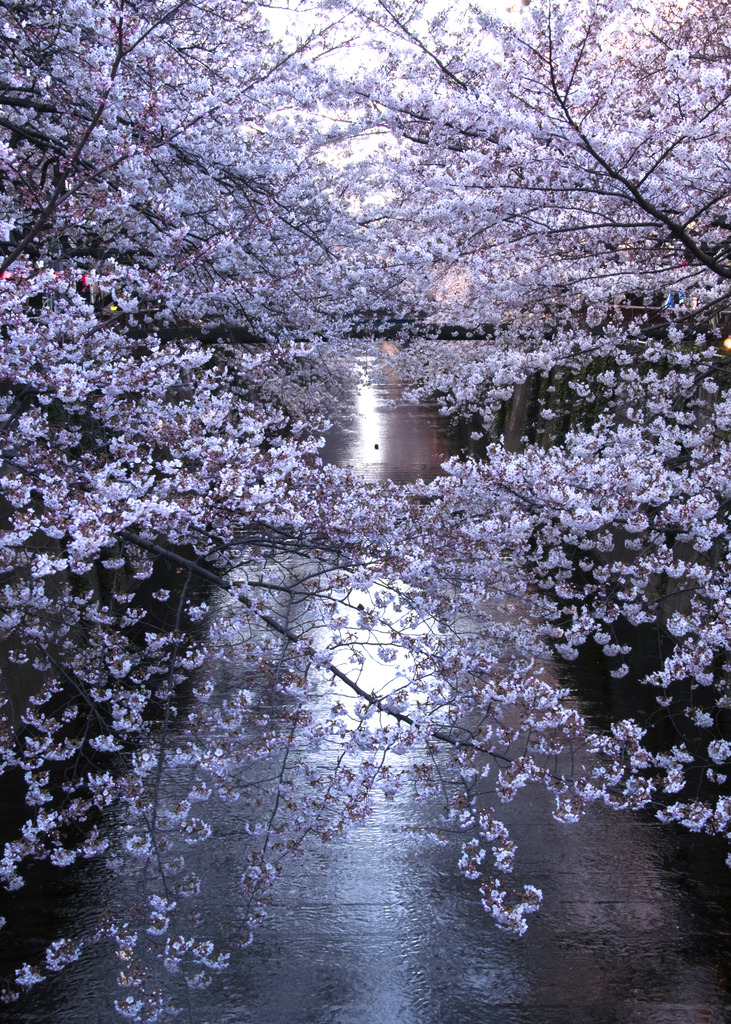 目黒川
