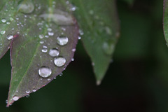 雨の宝石