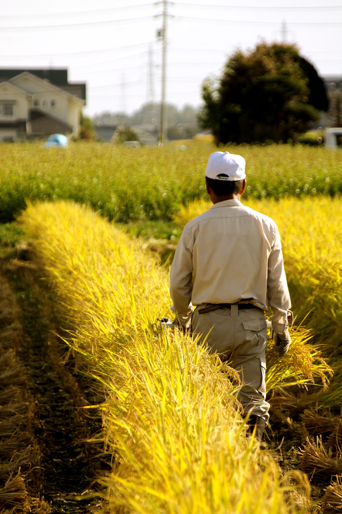農業：稲刈
