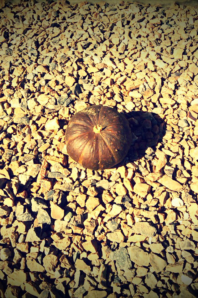 一輪のカボチャ