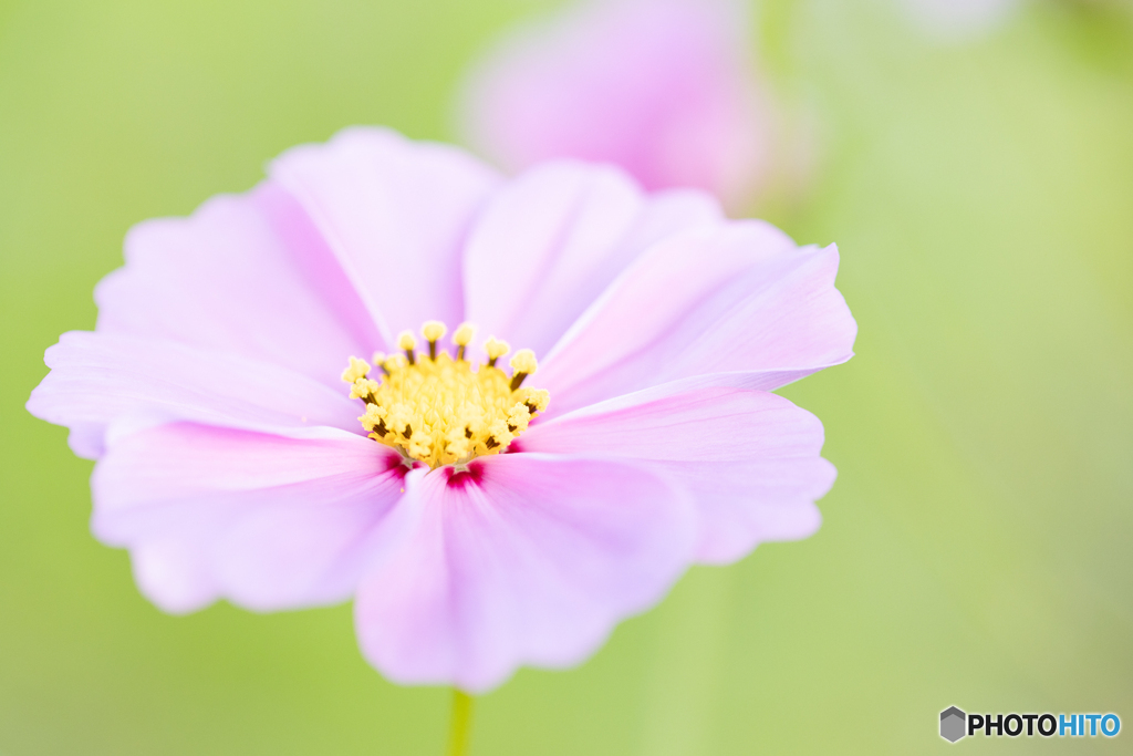 秋桜