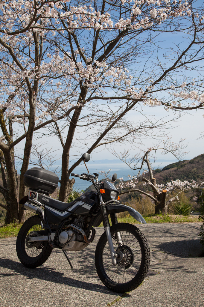 さくらと愛車