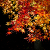 ゴールド紅葉