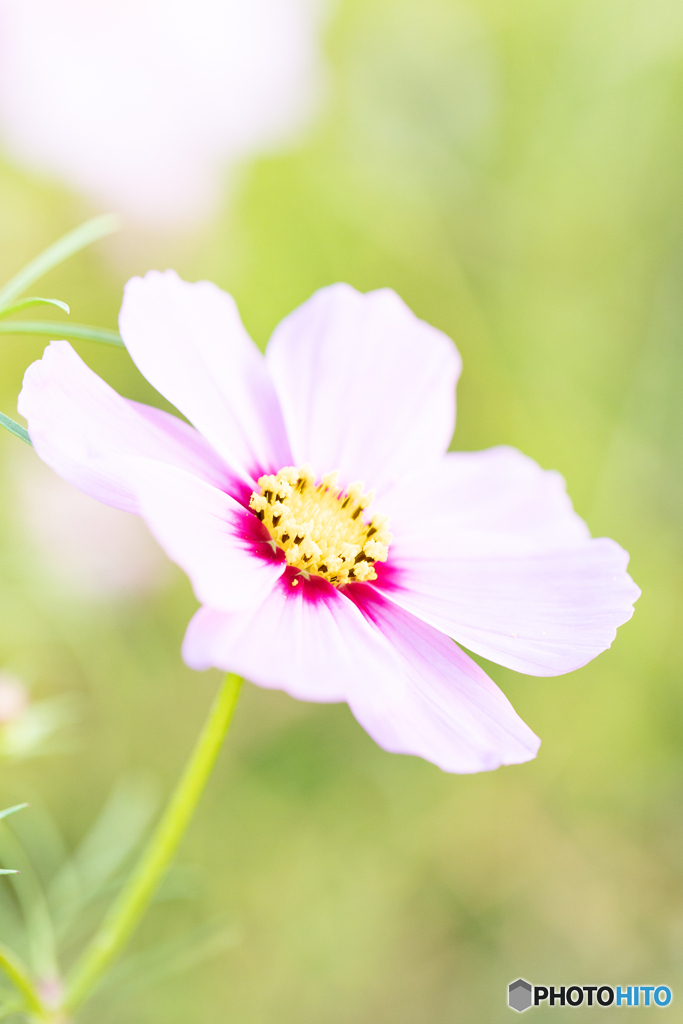 秋桜