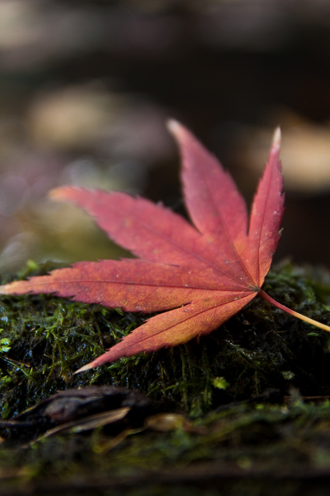紅葉一片