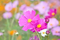 コスモスの花言葉