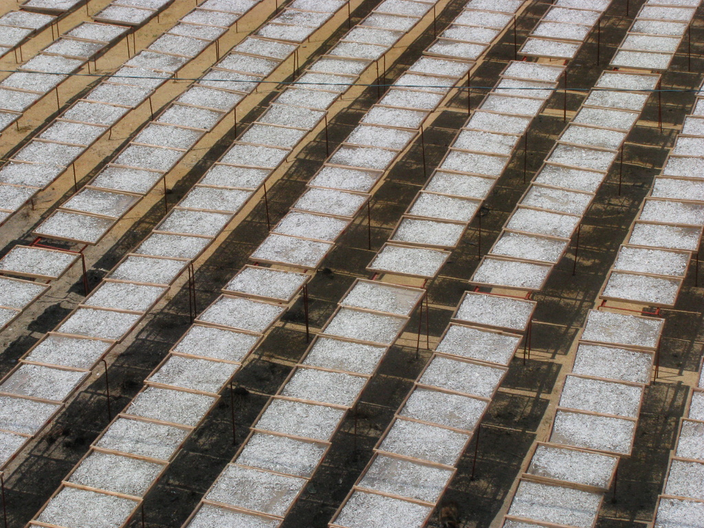 島の風物詩