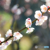春は名のみの。。。