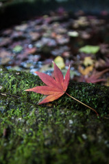 紅葉一片PART2