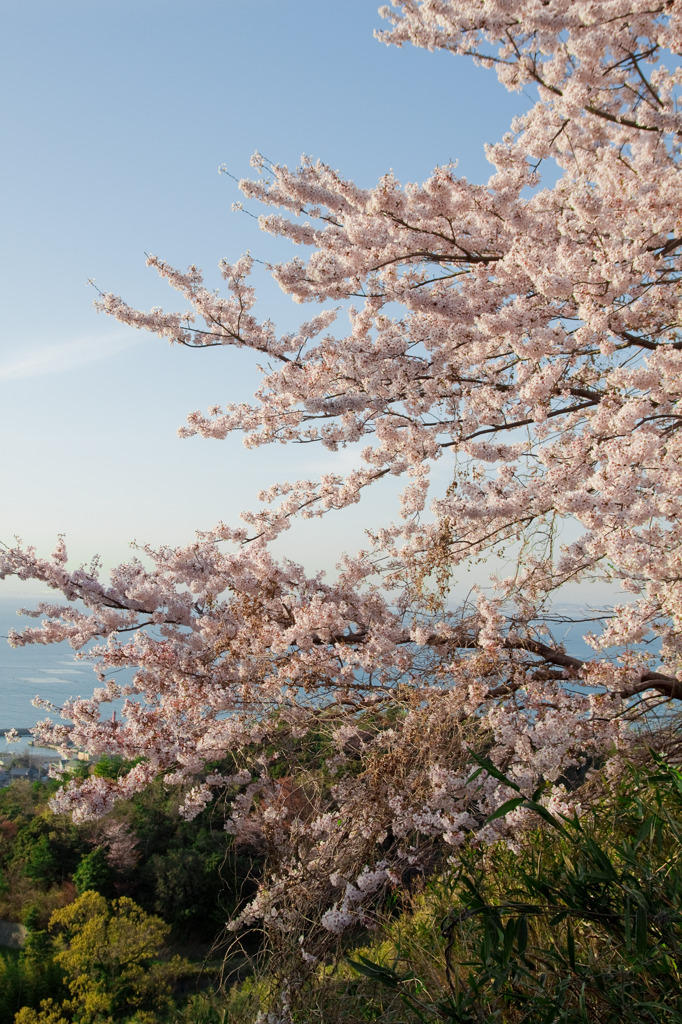 桜の沖