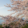 桜の沖