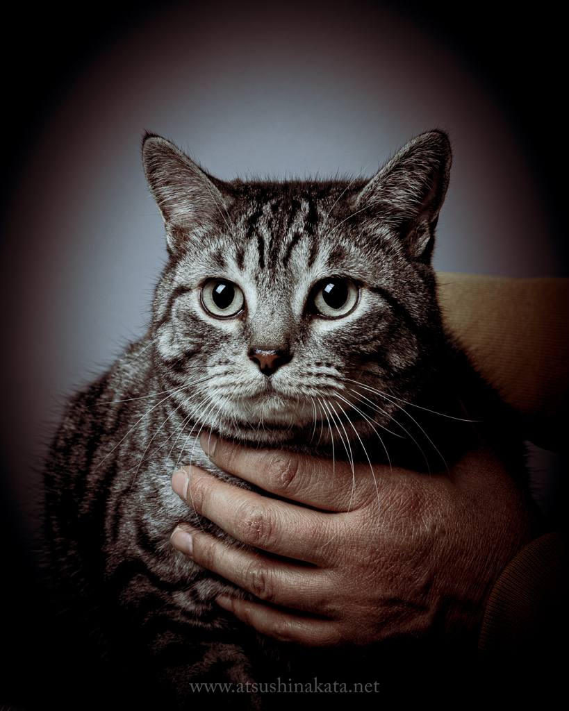 A sava cat