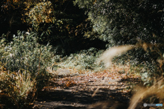 Seasons changing along the forest path