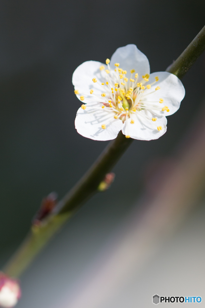 Plum blossom